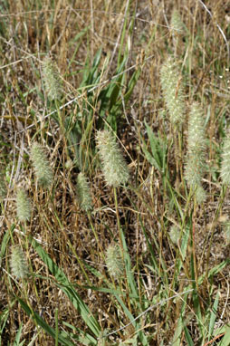 APII jpeg image of Trifolium angustifolium var. angustifolium  © contact APII