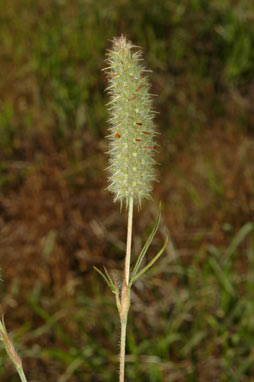 APII jpeg image of Trifolium angustifolium var. angustifolium  © contact APII