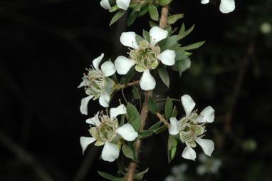 APII jpeg image of Leptospermum glabrescens  © contact APII