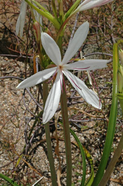 APII jpeg image of Crinum angustifolium  © contact APII