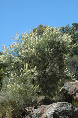 APII jpeg image of Grevillea albiflora  © contact APII