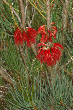 APII jpeg image of Calothamnus tuberosus  © contact APII