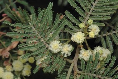 APII jpeg image of Acacia constablei  © contact APII