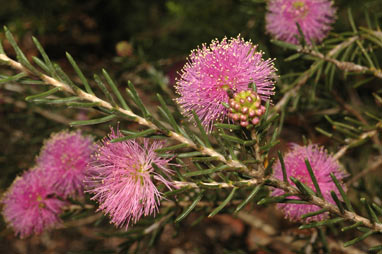 APII jpeg image of Melaleuca pentagona var. raggedensis  © contact APII