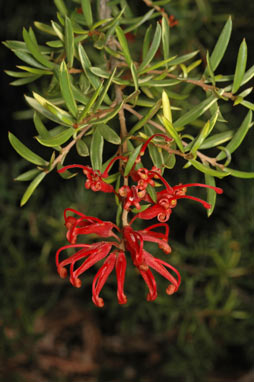 APII jpeg image of Grevillea 'Waverley Ghost'  © contact APII