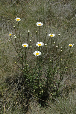 APII jpeg image of Leucanthemum vulgare  © contact APII