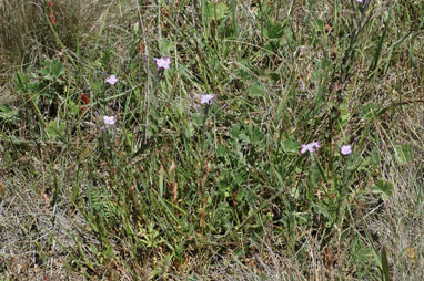 APII jpeg image of Epilobium billardiereanum subsp. cinereum  © contact APII