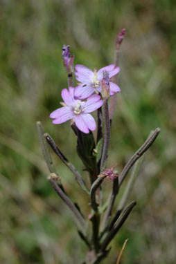 APII jpeg image of Epilobium billardiereanum subsp. cinereum  © contact APII