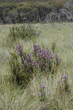 APII jpeg image of Comesperma retusum  © contact APII