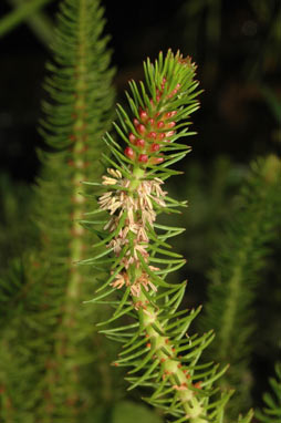 APII jpeg image of Myriophyllum crispatum  © contact APII