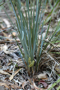 APII jpeg image of Lomandra multiflora subsp. multiflora  © contact APII