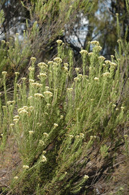 APII jpeg image of Cassinia aculeata  © contact APII