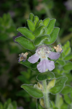 APII jpeg image of Prostanthera densa  © contact APII