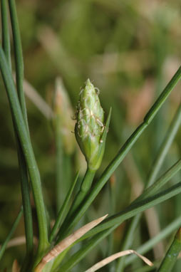 APII jpeg image of Isolepis crassiuscula  © contact APII