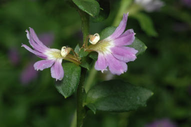 APII jpeg image of Scaevola 'Mauve Clusters'  © contact APII