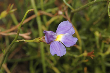 APII jpeg image of Goodenia caerulea  © contact APII