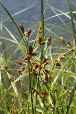 APII jpeg image of Bolboschoenus medianus  © contact APII