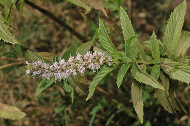 APII jpeg image of Mentha spicata  © contact APII