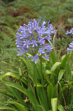 APII jpeg image of Agapanthus praecox subsp. orientalis  © contact APII