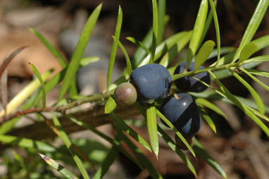 APII jpeg image of Podocarpus spinulosus  © contact APII