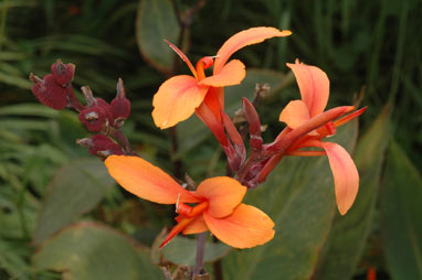 APII jpeg image of Canna indica  © contact APII