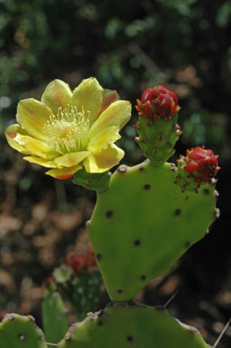 APII jpeg image of Opuntia puberula  © contact APII