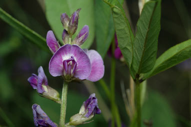 APII jpeg image of Glycine tabacina  © contact APII