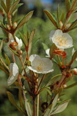 APII jpeg image of Eucryphia wilkiei  © contact APII