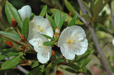 APII jpeg image of Eucryphia wilkiei  © contact APII