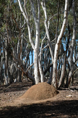 APII jpeg image of Eucalyptus mannifera  © contact APII