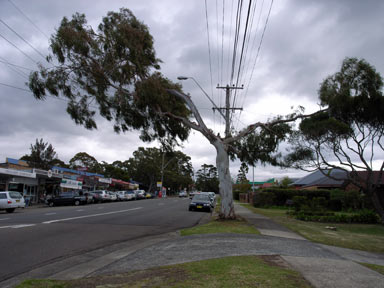 APII jpeg image of Eucalyptus  © contact APII