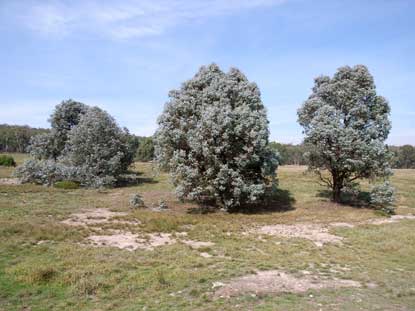 APII jpeg image of Eucalyptus cinerea  © contact APII