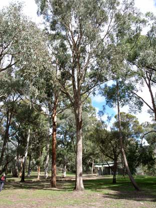 APII jpeg image of Eucalyptus bosistoana  © contact APII