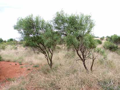 APII jpeg image of Eremophila longifolia  © contact APII