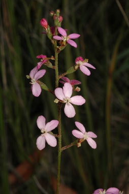 APII jpeg image of Stylidium lineare  © contact APII