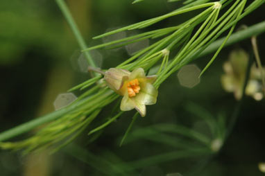 APII jpeg image of Asparagus officinalis  © contact APII