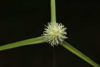 APII jpeg image of Cyperus sesquiflorus  © contact APII