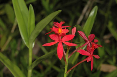 APII jpeg image of Epidendrum radicans  © contact APII