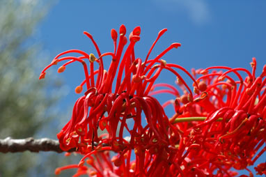 APII jpeg image of Stenocarpus sinuatus  © contact APII