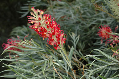 APII jpeg image of Grevillea banksii  © contact APII