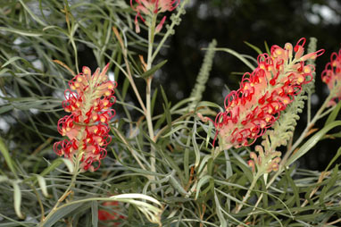 APII jpeg image of Grevillea banksii  © contact APII