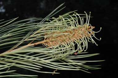 APII jpeg image of Grevillea hodgei  © contact APII