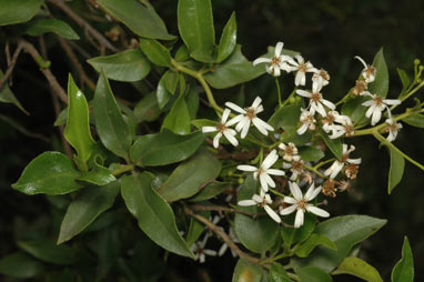 APII jpeg image of Olearia elliptica subsp. elliptica  © contact APII