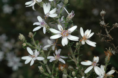 APII jpeg image of Olearia ramulosa  © contact APII