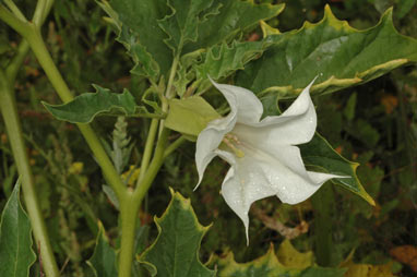 APII jpeg image of Datura stramonium  © contact APII