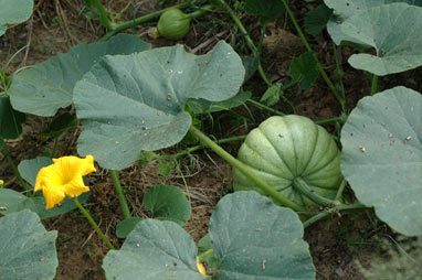 APII jpeg image of Cucurbita maxima  © contact APII