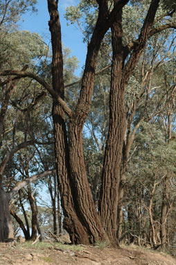 APII jpeg image of Eucalyptus sideroxylon  © contact APII