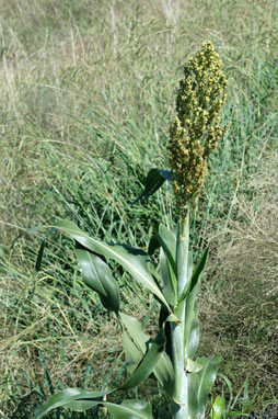 APII jpeg image of Sorghum bicolor  © contact APII