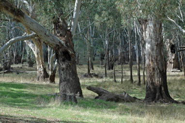 APII jpeg image of Eucalyptus camaldulensis  © contact APII