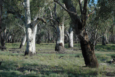 APII jpeg image of Eucalyptus camaldulensis  © contact APII